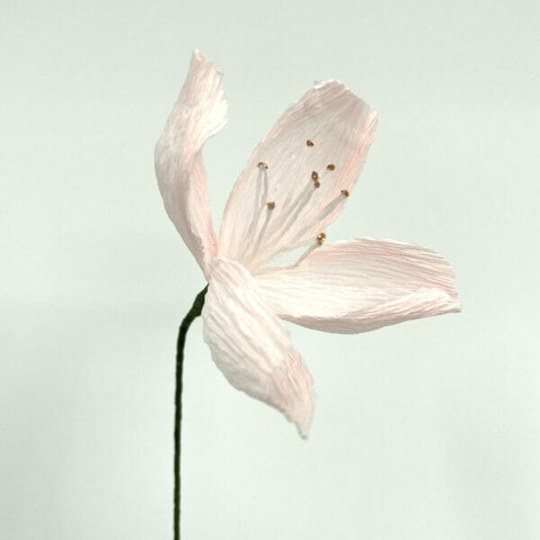 Crepepapirblomst, Lille, Rosa, 40 cm x 6 cm