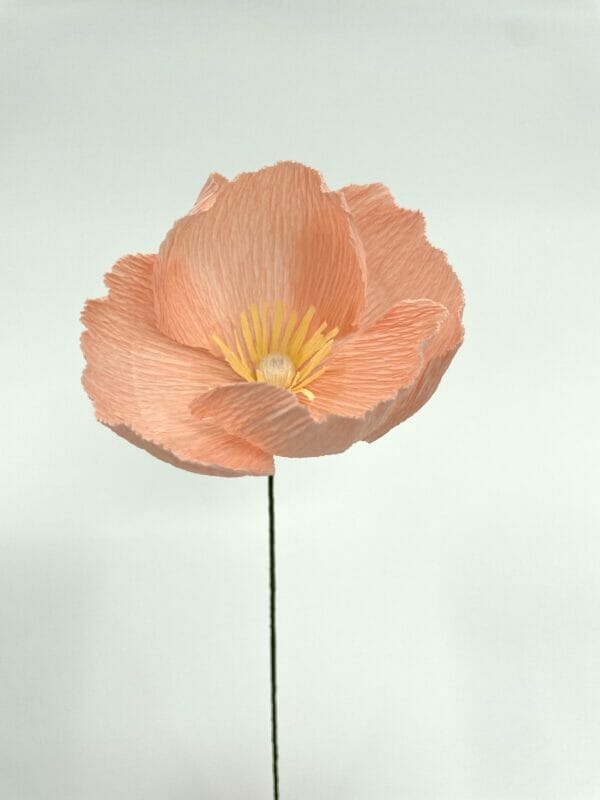 Crepepapirblomst, Mellem, Peach, 40 cm x 8 cm