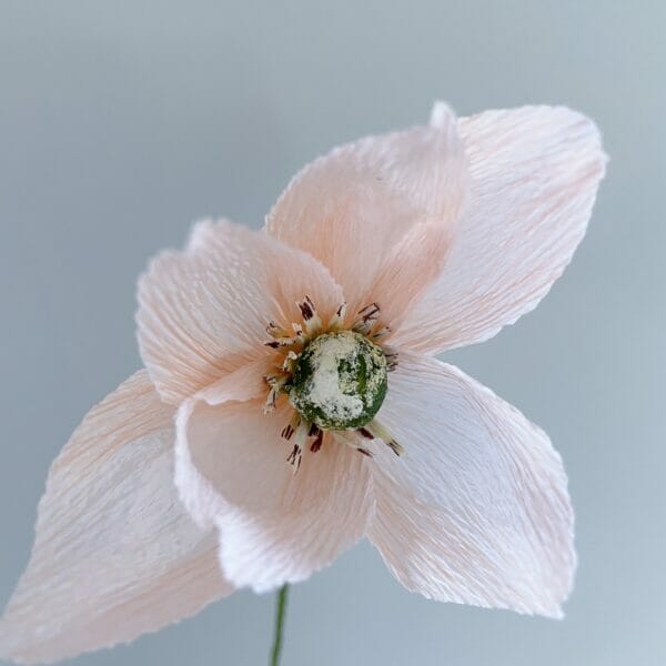 Crepepapirblomst, Anemone, lille, sart laksefarvet, 35 cm x 5 cm