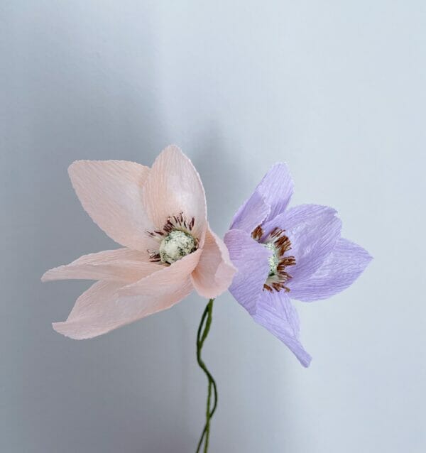 Crepepapirblomst, Anemone, lille, svag lilla, 35 cm x 5 cm