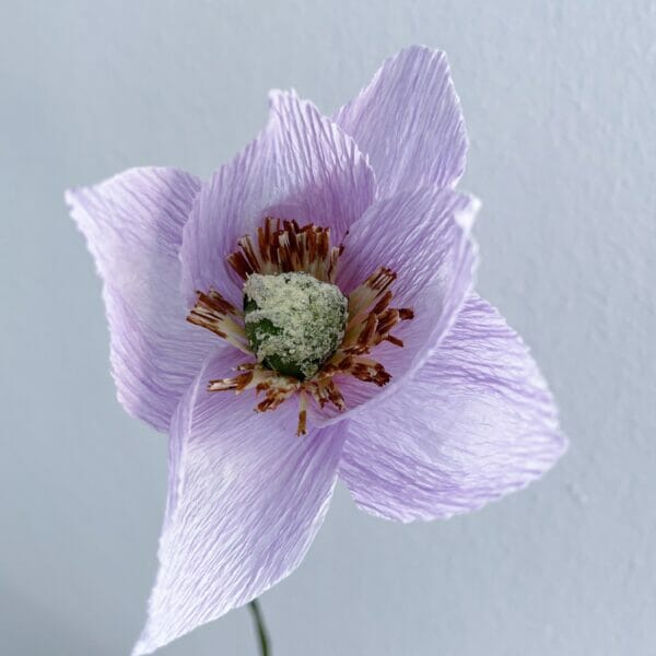 Crepepapirblomst, Anemone, lille, svag lilla, 35 cm x 5 cm