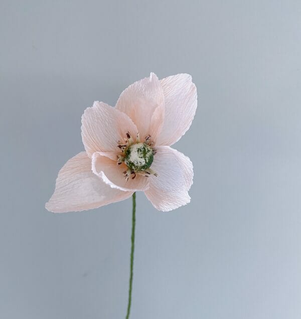 Crepepapirblomst, Anemone, lille, sart laksefarvet, 35 cm x 5 cm