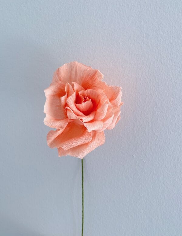 Crepepapirblomst, Rose, Mellem, laks, 35 cm x 10 cm