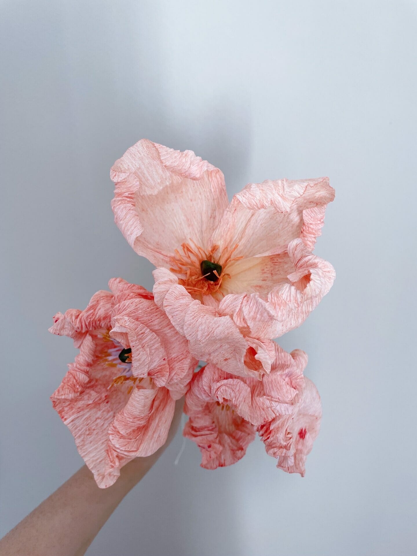 Crepepapirblomst, Valmue, Mellem, laksefarvet, 35 cm x 10 cm