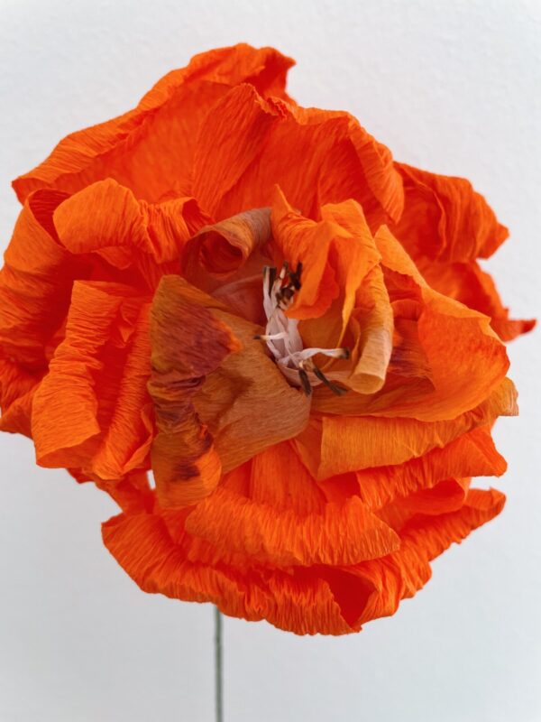 Crepepapirblomst, Rose, Orange, stor